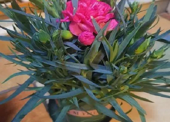 植物常识问题|康乃馨种子的种植方法 康乃馨种子育苗时间和注意事项