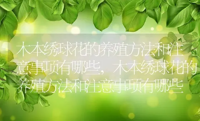 木本绣球花的养殖方法和注意事项有哪些,木本绣球花的养殖方法和注意事项有哪些 | 养殖常见问题