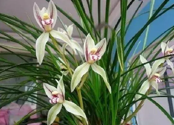 植物常识问题|7月高温养护兰花如何做好加减法
