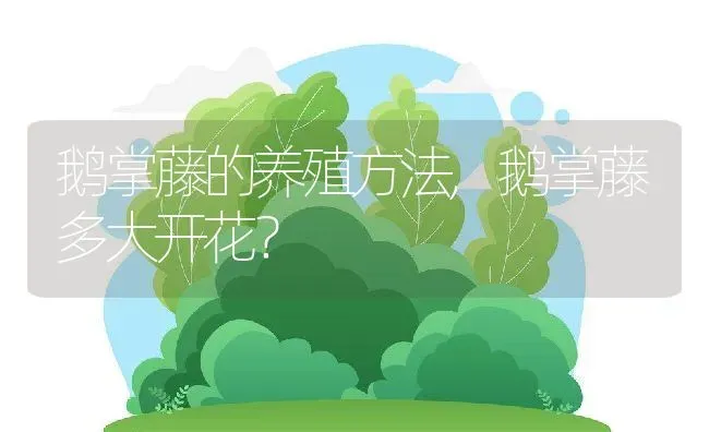 鹅掌藤的养殖方法,鹅掌藤多大开花？ | 养殖常见问题