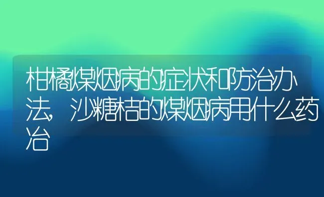 柑橘煤烟病的症状和防治办法,沙糖桔的煤烟病用什么药冶 | 养殖常见问题