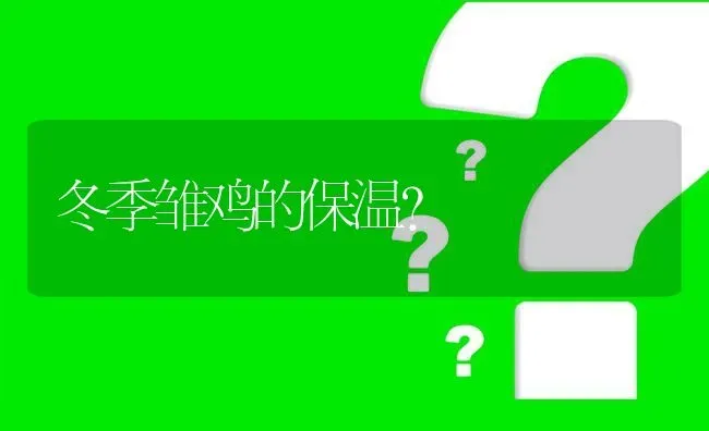 冬季雏鸡的保温? | 养殖问题解答