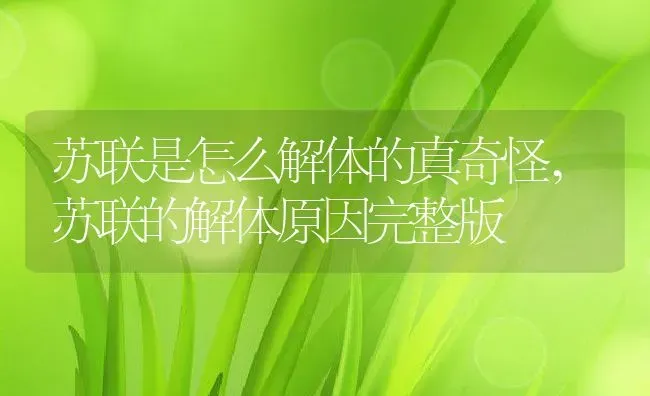 玫瑰开花后怎么处理,玫瑰开花后需要放在阴凉处吗 | 养殖常见问题