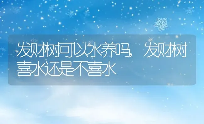 发财树可以水养吗,发财树喜水还是不喜水 | 养殖常见问题