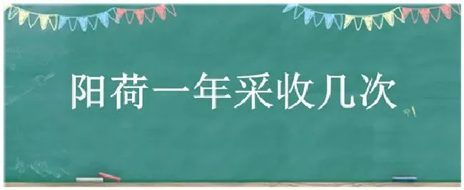 阳荷一年采收几次 | 农业答疑