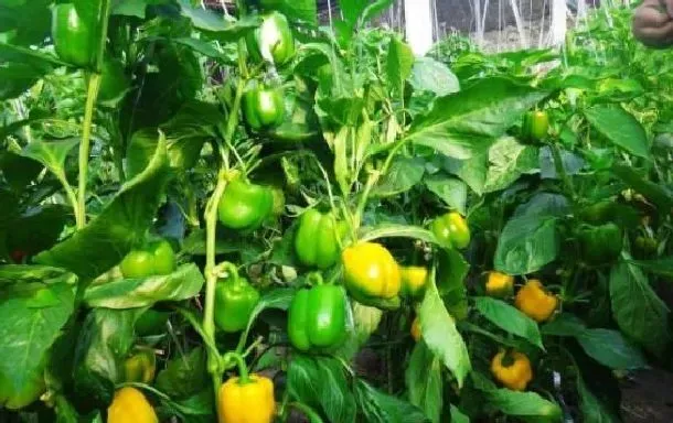 植物常识问题|越夏甜椒怎么提高座果率（甜椒的种植技术与管理方法）