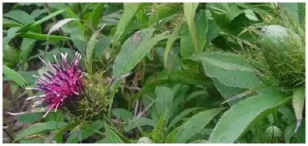 白术是什么东西 | 科普知识