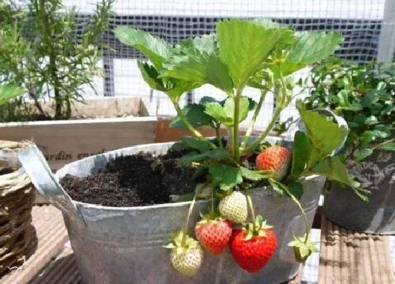 植物常识问题|盆栽草莓如何使用化肥
