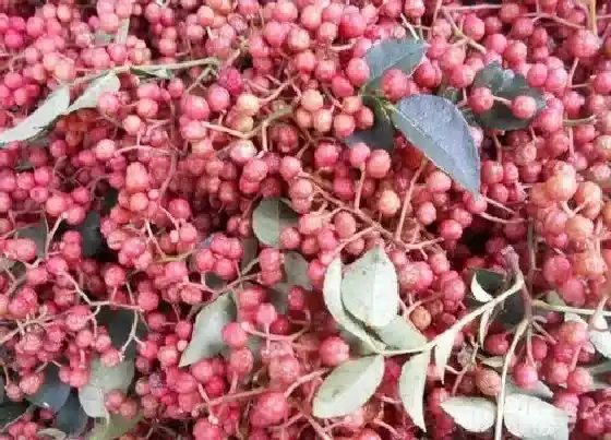 植物常识问题|花椒吃太多危害特别大 花椒吃多了对人体有害吗