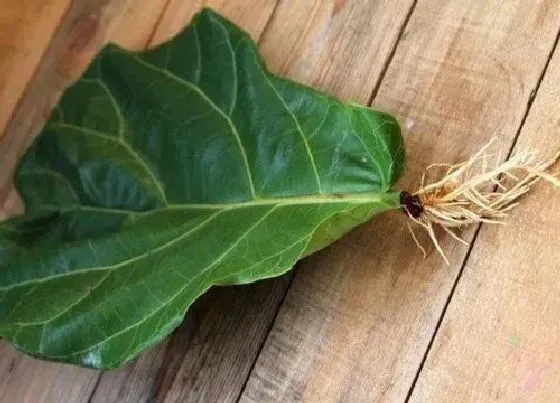 植物常识问题|琴叶榕好养活吗