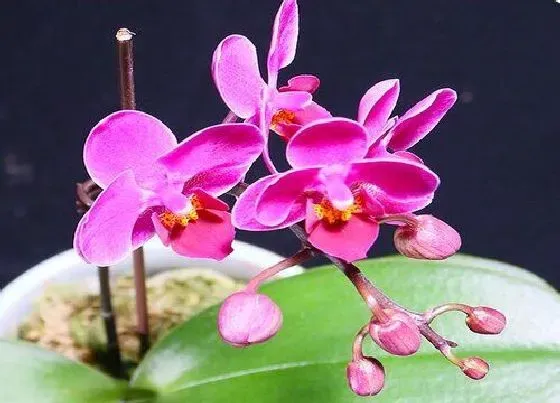 植物常识问题|用什么油养护兰花根系生长好