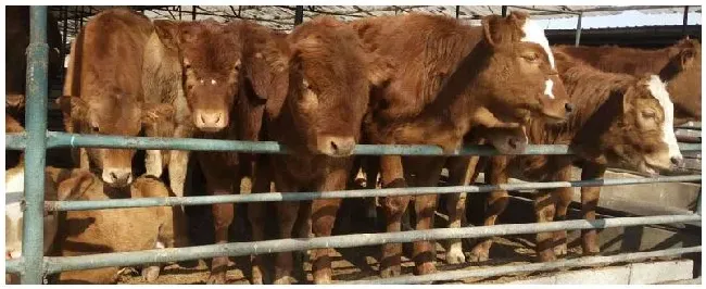 肉牛布病的症状 | 农业问题