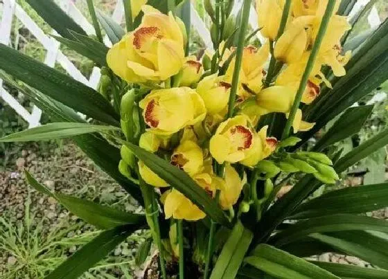 植物常识问题|用什么油养护兰花根系生长好