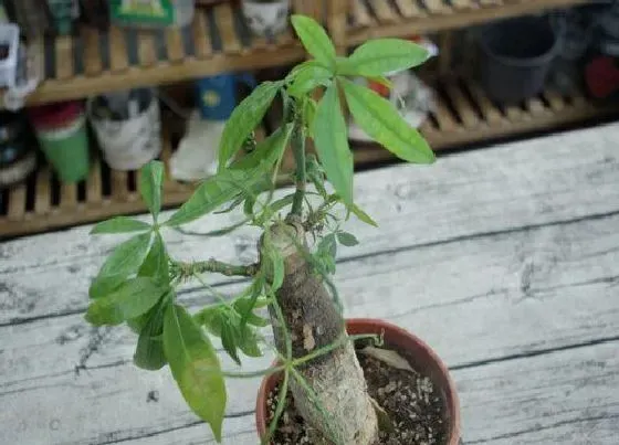 植物常识问题|喜阴的室内绿植有哪些 耐阴耐寒的室内花卉植物