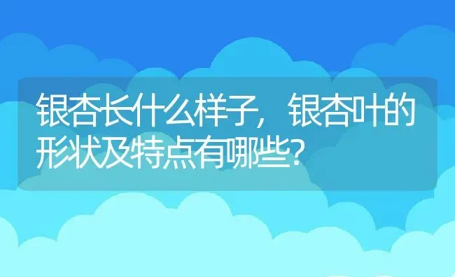 银杏长什么样子,银杏叶的形状及特点有哪些？ | 养殖常见问题