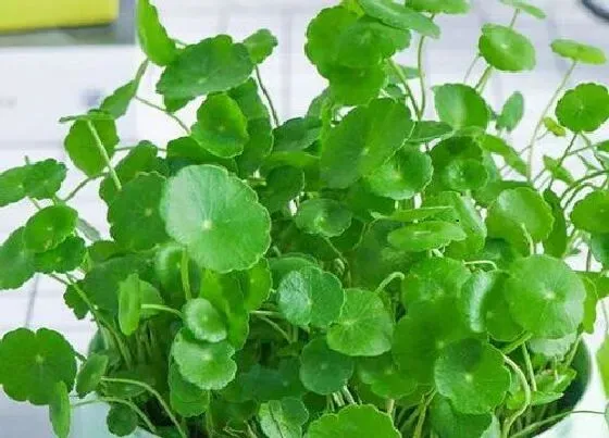 植物常识问题|铜钱草生长缓慢怎么解决