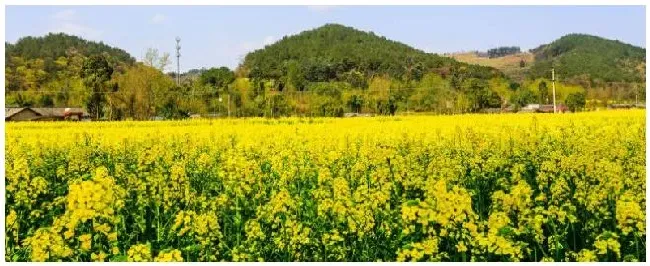 油菜移栽后几天可施肥一亩油菜用多少复合肥 | 农业答疑