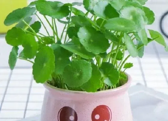 植物常识问题|铜钱草生长缓慢怎么解决