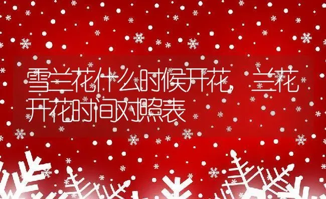 雪兰花什么时候开花,兰花开花时间对照表 | 养殖常见问题