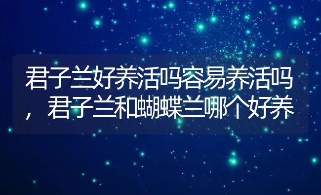 君子兰好养活吗容易养活吗,君子兰和蝴蝶兰哪个好养 | 养殖常见问题