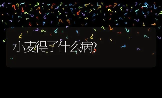 小麦得了什么病? | 养殖问题解答