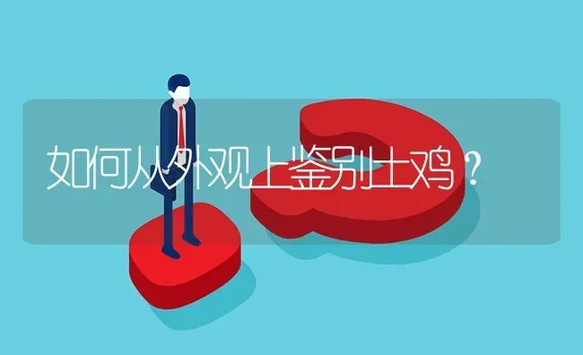 如何从外观上鉴别土鸡? | 养殖问题解答