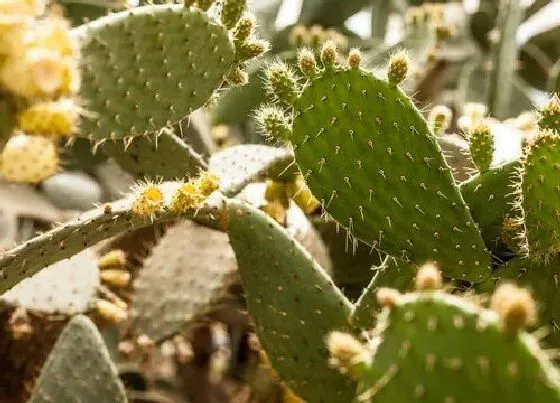 植物常识问题|仙人掌品种