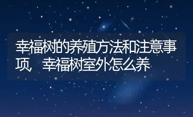 幸福树的养殖方法和注意事项,幸福树室外怎么养 | 养殖常见问题