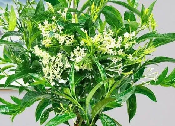 植物常识问题|夏天不能在家里养护的花卉植物