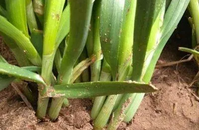 韭黄最简单种植方法,韭黄最简单种植方法？