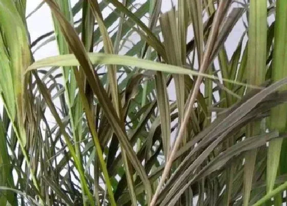 植物常识问题|凤尾竹叶子发黄是什么原因造成的 有黄叶怎么办