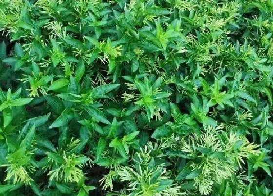 植物常识问题|夏天不能在家里养护的花卉植物
