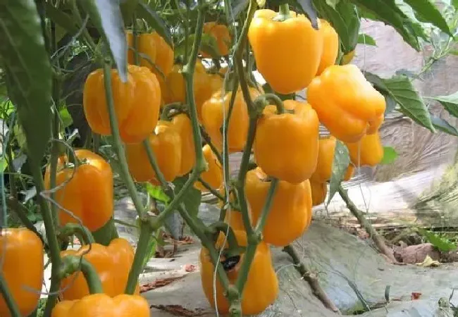 植物常识问题|越夏甜椒怎么提高座果率（甜椒的种植技术与管理方法）
