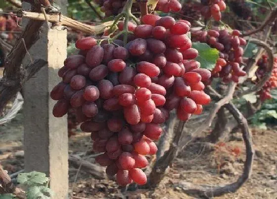 植物常识问题|葡萄嫁接的最佳时间、方法及注意事项