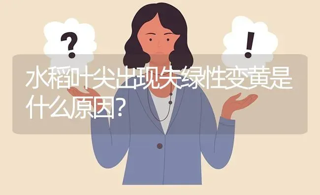 水稻叶尖出现失绿性变黄是什么原因? | 养殖问题解答