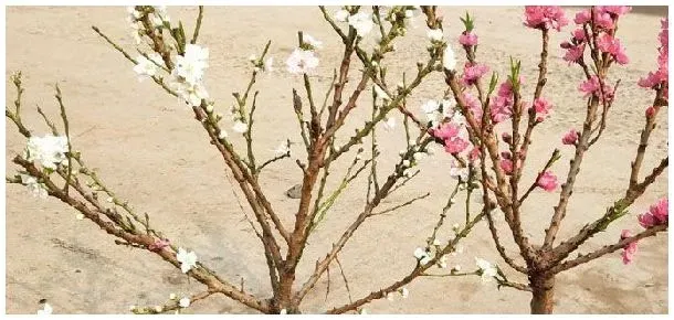 桃树盆景什么时候造型 | 农业常识