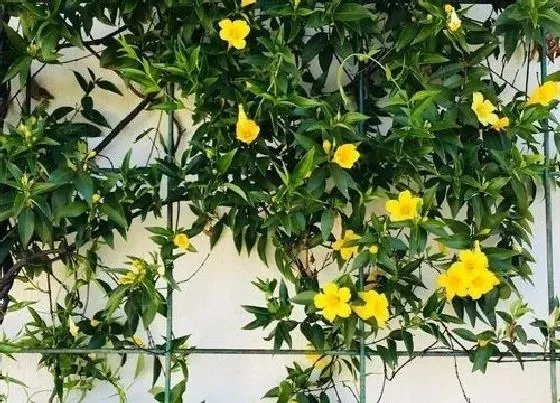 植物常识问题|茉莉花什么颜色 常见品种的颜色样子（图片）