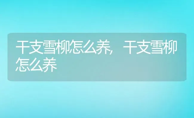 干支雪柳怎么养,干支雪柳怎么养 | 养殖常见问题