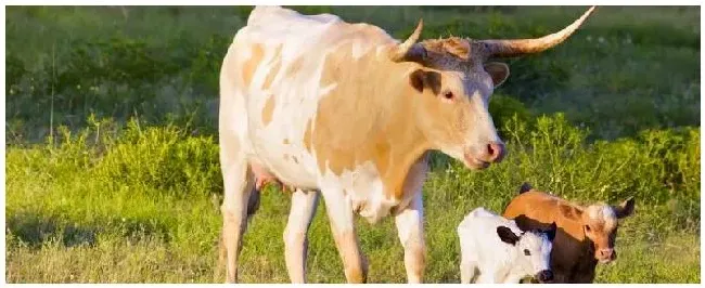 给牛催奶最快的方法影响乳牛产乳量及成分的因素有哪些 | 农业问题