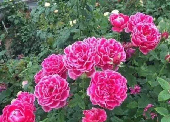 植物常识问题|月季花高压繁殖的方法