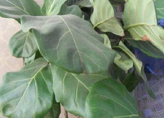 植物常识问题|琴叶榕夏天怎么养护生长旺盛