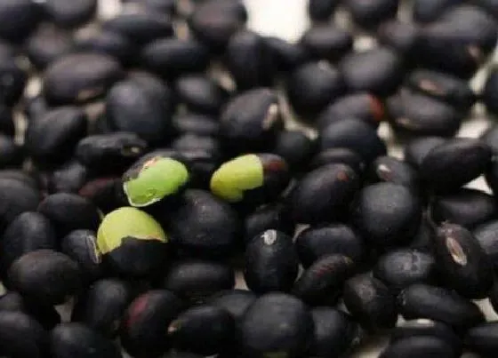 植物常识问题|黑豆如何养护茉莉花轻松开爆盆