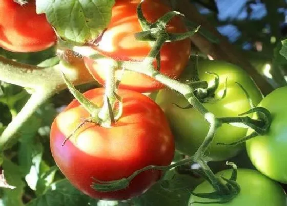 植物常识问题|家庭盆栽西红柿如何结果更多（西红柿怎样才能挂果多 ）