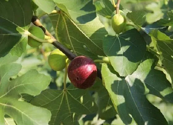 植物常识问题|夏季无花果长得快是怎么养护的