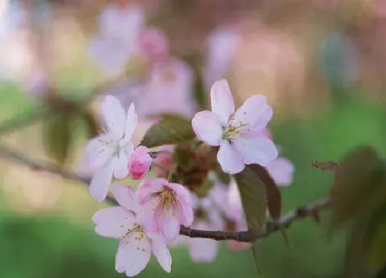 植物常识问题|桃花是几月开的最茂盛 桃花开花季节是春天还是夏天