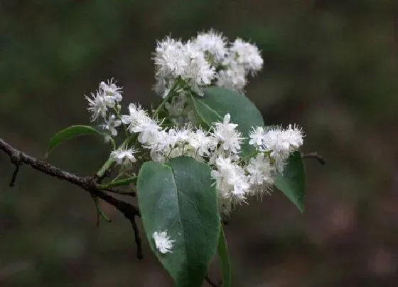 植物常识问题|仙人掌品种