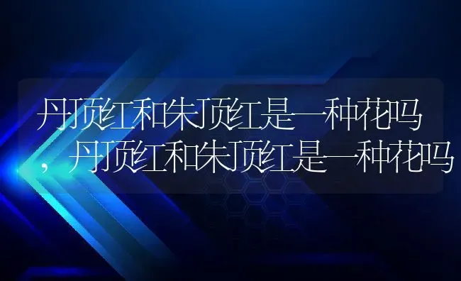 丹顶红和朱顶红是一种花吗,丹顶红和朱顶红是一种花吗 | 养殖常见问题