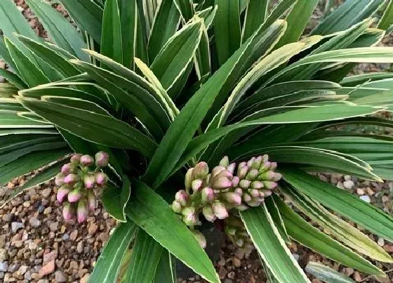 植物常识问题|夏天如何给兰花浇水不烂根