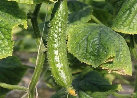 植物常识问题|黄瓜苗很小就长小黄瓜怎么回事（黄瓜苗很小就开花了）