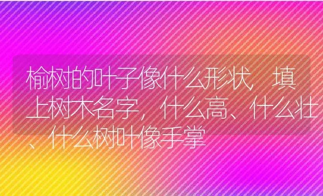 榆树的叶子像什么形状,填上树木名字，什么高、什么壮、什么树叶像手掌 | 养殖常见问题